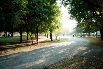 Morning sunlight passing through the woods