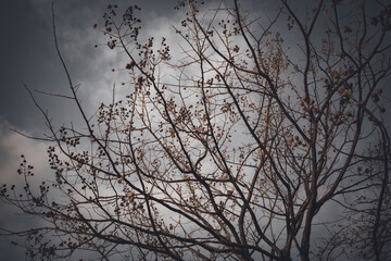 Branches without leaves under cloudy sky
