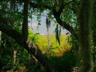 View framed by trees Boyd Hill Nature Preserve Near Lake Maggiore. Towards white dome baseball in downtown St Petersburg Florida.Green Underbrush Swamp lands and Pine Flatwoods.Sunny day with blue sky