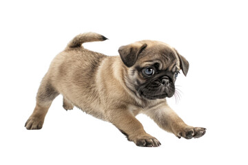 Obraz premium A playful Pug puppy with wrinkles on its face and a curled tail, chasing after its own tail in circles. ., realistic photos on a white background