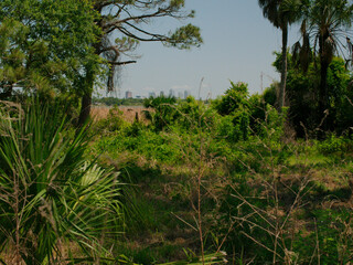 View framed by trees Boyd Hill Nature Preserve Near Lake Maggiore. Towards buildings in downtown St Petersburg Florida. Green Underbrush Swamp lands and Pine Flatwoods.Sunny day with blue sky, copy sp
