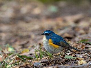 Obraz premium 地面に降りてエサを探しているルリビタキの雄