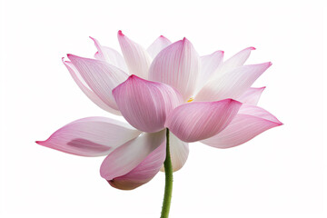 a pink flower with a white background