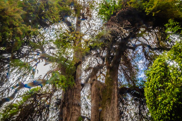 Public park with huge and old tree, ahuehuete de valle de bravo state of mexico