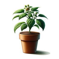 Obraz premium plant in a pot