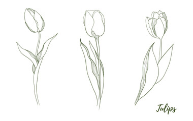 Vector tulip flower with stem and floral line art illustration, graphic line art tulip. Elegant line botanical illustration. Great for any designs, textile, art, walls, package