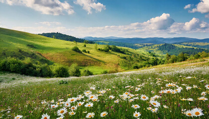 Fototapeta premium Firefly Beautiful spring and summer natural panoramic pastoral landscape with blooming field of dais 