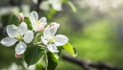 Fototapeta na wymiar Beautiful spring natural background with apple tree flowers close-up