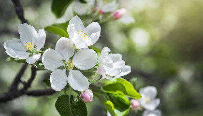 Beautiful spring natural background with apple tree flowers close-up
