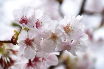 Cherry Blossom, Sakura in Spring in Taiwan