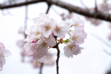 Fototapeta premium Cherry Blossom, Sakura in Spring in Taiwan