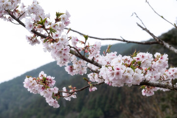 Cherry Blossom, Sakura in Spring in Taiwan