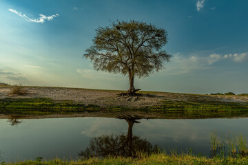 View of the landscape at the Chobe River in Botswana