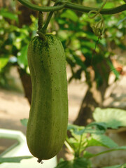 Cucumbers grow in the garden under mulch from dry grass. Organic farming.