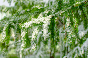 A snow covered tree branch with green leaves