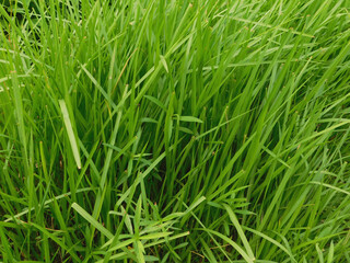 Obraz premium Noise and blurry, the beauty of grass plants, with a bright green color, suitable for use as a wallpaper or background image