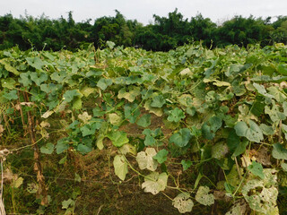 Fresh Angled luffa fruits growing in the garden.Organic vegetable farm.