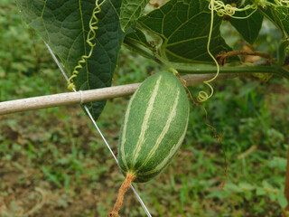 Beds have been made on the new parwal cultivation land and parwal trees are slowly rising to the top.pointed gourd plant, pointed gourd, pointed gourd tree in india,	