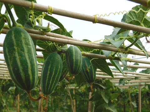 Beds have been made on the new parwal cultivation land and parwal trees are slowly rising to the top.pointed gourd plant, pointed gourd, pointed gourd tree in india,	