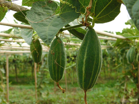 Beds have been made on the new parwal cultivation land and parwal trees are slowly rising to the top.pointed gourd plant, pointed gourd, pointed gourd tree in india,	