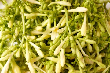 A close-up of a pile of fresh, raw papaya flowers (Carica papaya), mostly green with white tips, some still in bud form while others have bloomed. These flowers are commonly used in cooking, adding a 