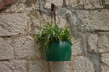 Potted plant hanging on a stone wall