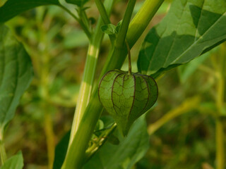 Nutrition Information About Rasbhari, Cape Gooseberries, or Golden Berries, Golden Berry Medicinal Plant