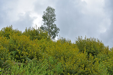 Fototapeta premium forest dry tropical