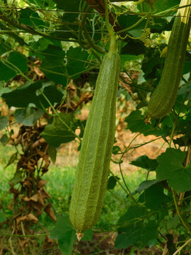 Beds have been made on the new parwal cultivation land and parwal trees are slowly rising to the top.pointed gourd plant, pointed gourd, pointed gourd tree in india,	