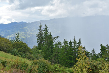 pine forest in the mountains