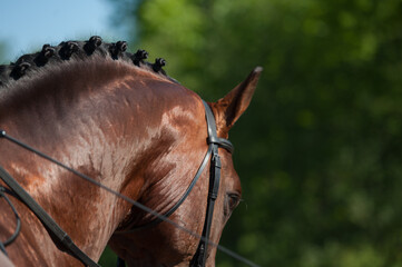 close crop of horses neck and head with braided mane of  button braids for horse show competition...