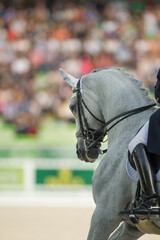 Grey grey dressage horse being ridden in dressage competition with braided mane photo taken from back and side angle horse is round and on the bit wearing leather double bridle vertical equine image 
