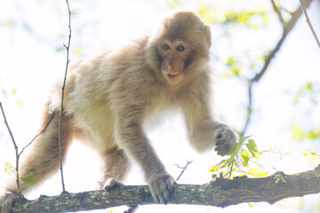 夕暮れの林道に現れた、可愛いニホンザル（オナガザル科）の群れ。

日本国神奈川県相模原市、早戸川林道にて。
2024年4月撮影。

A group of lovely Japanese macaque, Snow Monkey (Macaca fuscata) appeared on a forest road at dusk.

At Hayatogawa forest road, Sagami