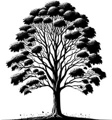 American Sycamore Tree icon 1
