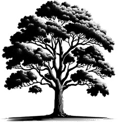 American Sycamore Tree icon 2