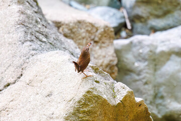 渓流でイモムシを捕まえた可愛いミソサザイ（ミソサザイ科）。

日本国神奈川県相模原市、早戸川林道にて。
2024年4月撮影。

Lovely Eurasian Wren (Troglodytes troglodytes, family Myctophidae) catching a caterpillar in a mountain stream.

At Hayatogawa forest ro