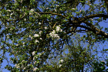 Bloom Apple Tree in Spring in the Sunder in the Town Walsrode, Lower Saxony