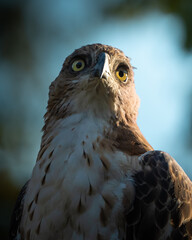 A crested serpent eagle looks into camera judgementally.