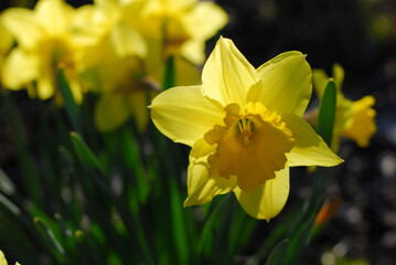 Yellow daffodils in spring