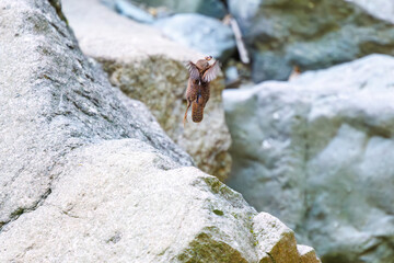 渓流でイモムシを捕まえた可愛いミソサザイ（ミソサザイ科）。

日本国神奈川県相模原市、早戸川林道にて。
2024年4月撮影。

Lovely Eurasian Wren (Troglodytes troglodytes, family Myctophidae) catching a caterpillar in a mountain stream.

At Hayatogawa forest ro