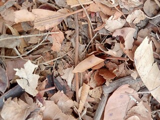 leaves in the snow