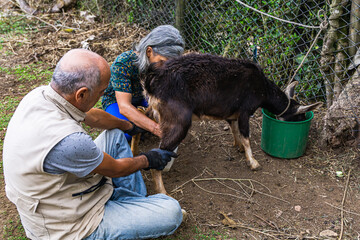 Old Latino couple milking goats on their farm. Colombian farmers working with love. Farm concept...