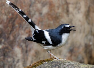 Slaty-backed Forktail (Enicurus schistaceus): Exploring Behavior, Habitat, and Conservation of an Asian Stream Dweller