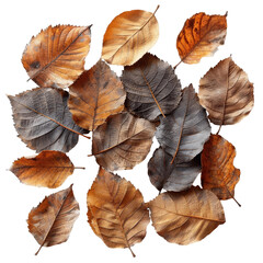 A pile of brown and yellow autumn leaves on a transparent background.