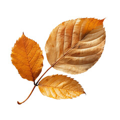 Fototapeta premium Yellow and brown leaves.