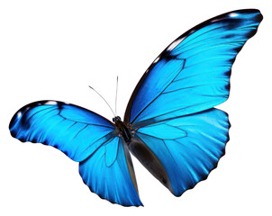 PNG Blue butterfly animal insect flying. AI generated Image by rawpixel.