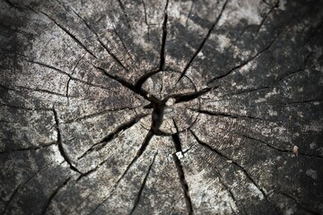 Close up cross tree texture 
