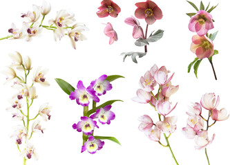 切り抜き透過素材セットー洋ランとクリスマスローズ