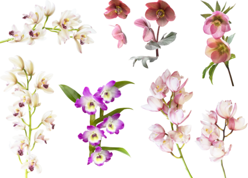 切り抜き透過素材セットー洋ランとクリスマスローズ