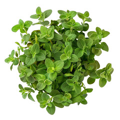Top view of fresh green oregano herb, isolated on transparent background.